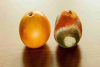 تاثیر شگفت انگیز انرژی کلمات بر روی پرتقال